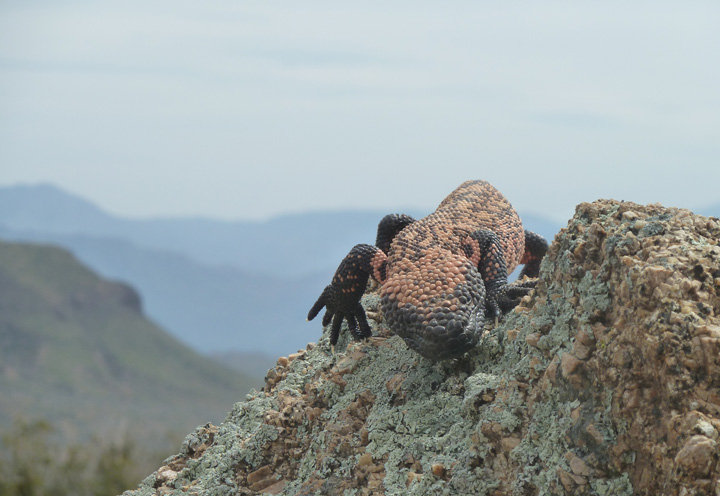 Gila Monster by Kaitlin Grant